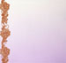 Ivory/Orchid