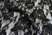 Lace - Black