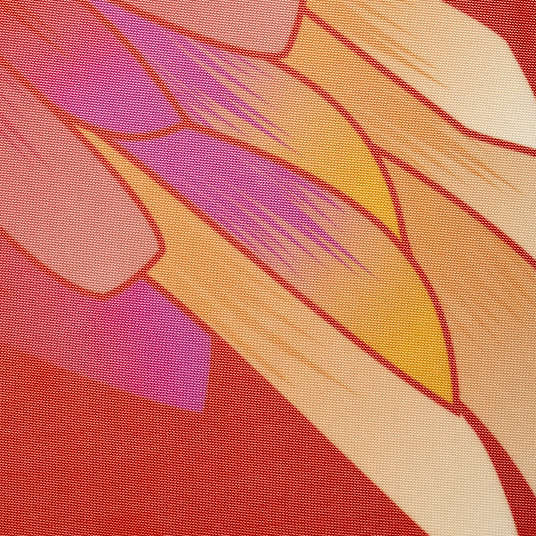 Gerbera Daisy